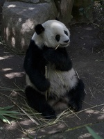 321-1454 San Diego Zoo - Gao Gao the Panda